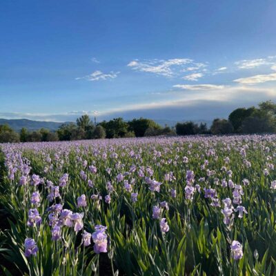 Immergiti nella bellezza dei campi fioriti di iris
