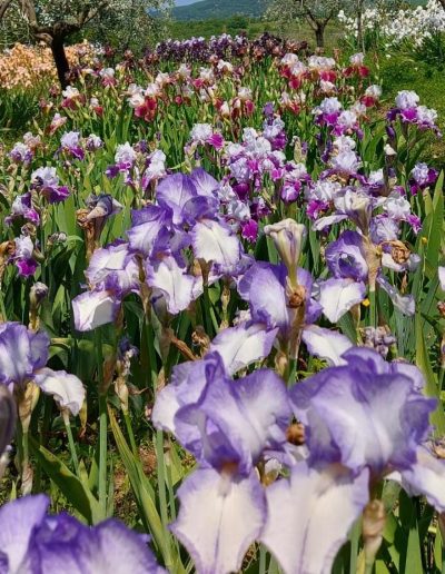 Aziende Agricole Loro Ciuffenna