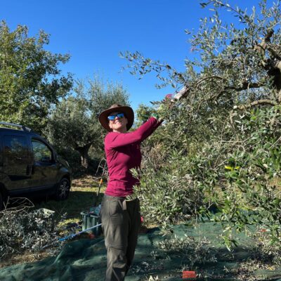 Vivi l'emozione della raccolta delle olive e scopri i segreti dell'olio extravergine d'oliva!