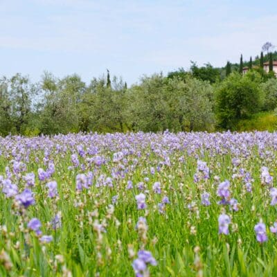 Esperienze in Toscana