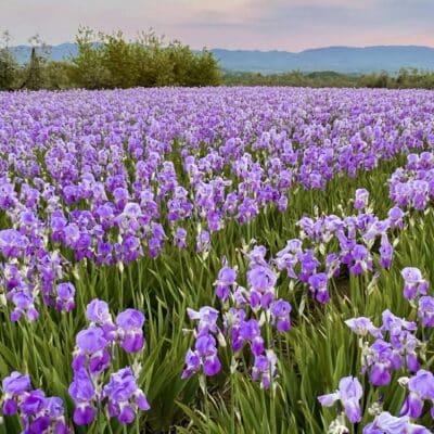 Passi e sapori tra i giaggioli