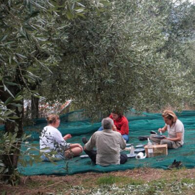 Olio e bruschetta tra gli olivi