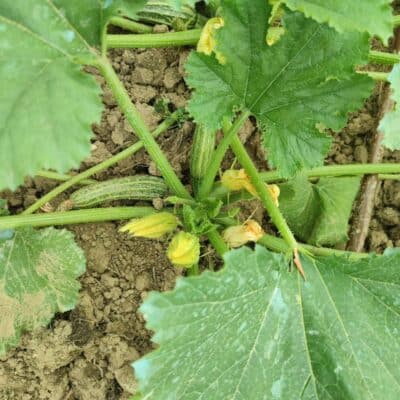 Verde Fantasia, laboratorio per piccoli coltivatori